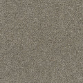 Fur Real III Bernard Tan 65-oz sq yard Solution-dyed polyester Textured Indoor Carpet