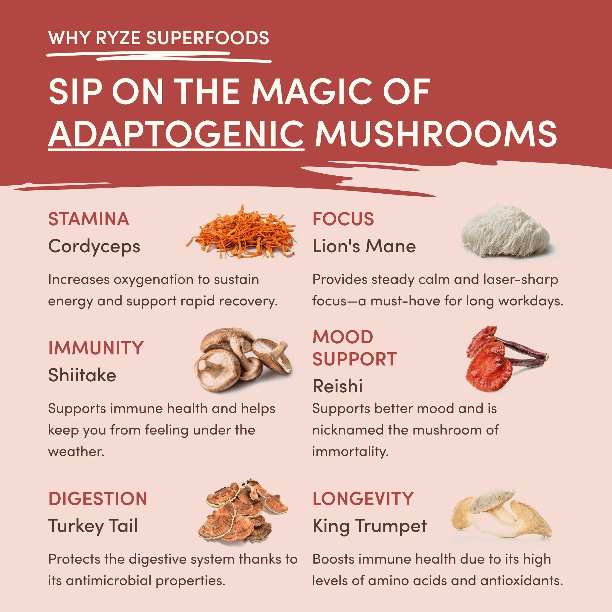 Mushroom Chai (20 Servings)